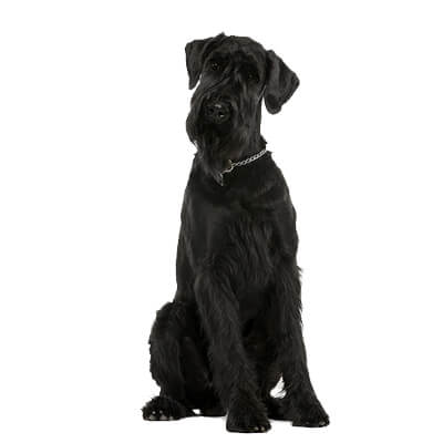 schnauzer-gigante
