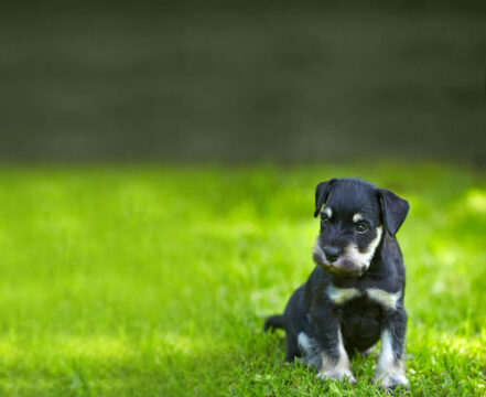 schnauzer-miniatura-brincando