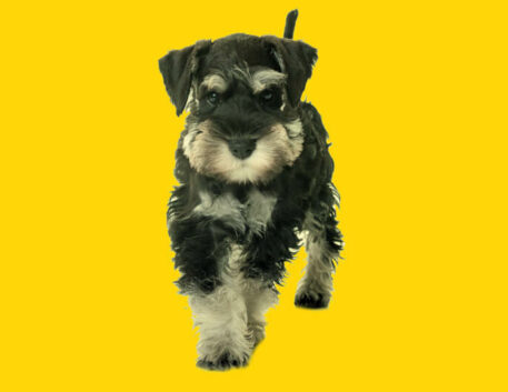 schnauzer-miniatura-filhote