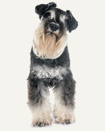 schnauzer-miniatura-guia-racas