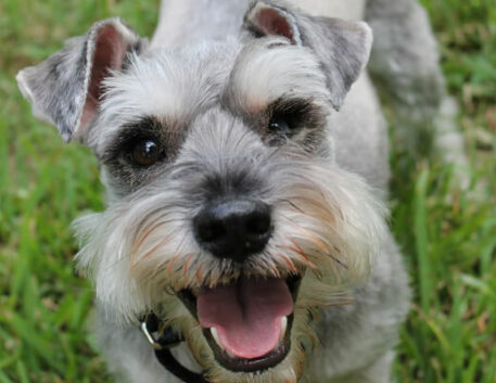 schnauzer-miniatura-saudavel