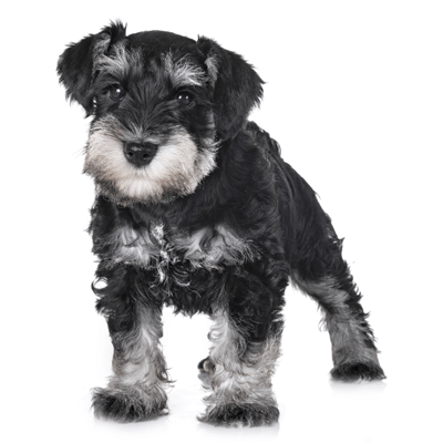 schnauzer-miniatura