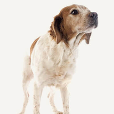 spaniel-bretao