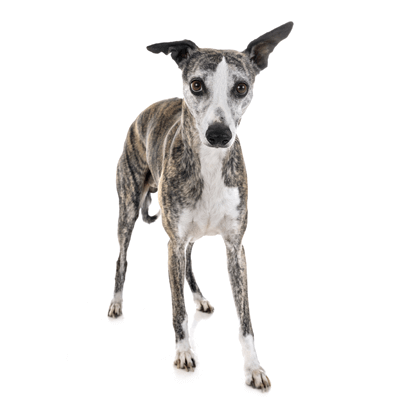 whippet