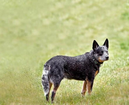 Blue-Heeler