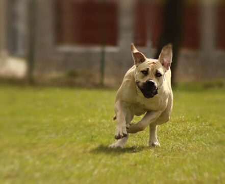 Boerboel-Brincando