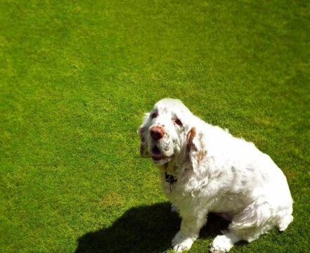 Clumber-Spaniel