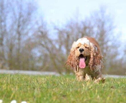 Cocker-Spaniel-Americano-1