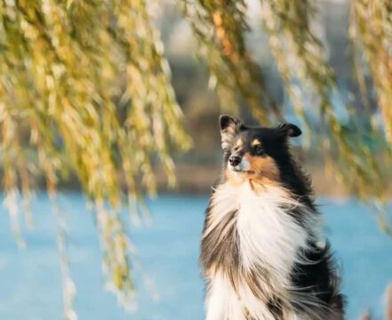 Collie
