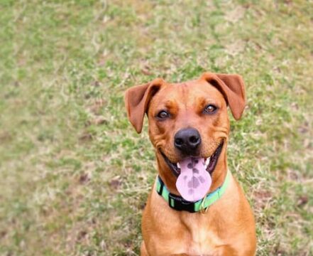 Vizsla