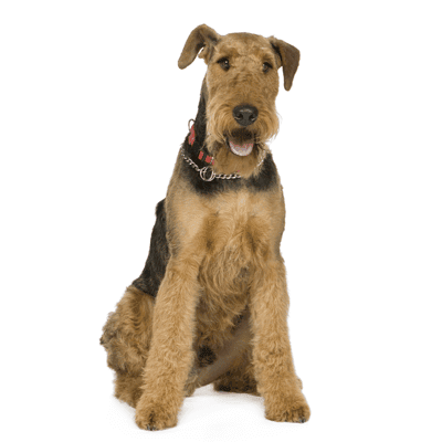 airedale-terrier