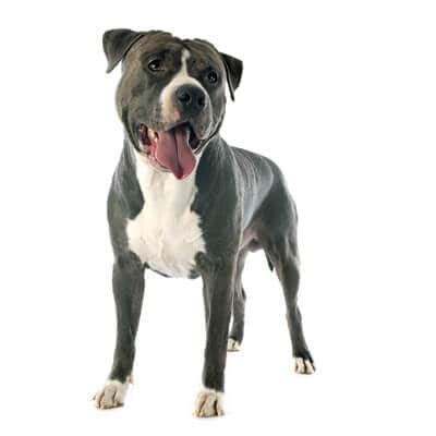 american-staffordshire-terrier