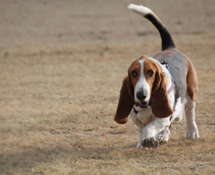 basset-hound-brincando