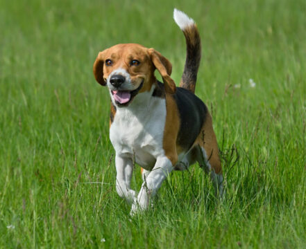 beagle-brincando