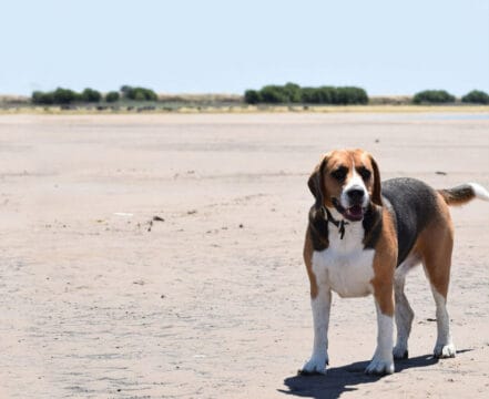 beagle-harrier-brincando