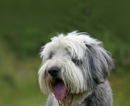 bearded-collie-brincando