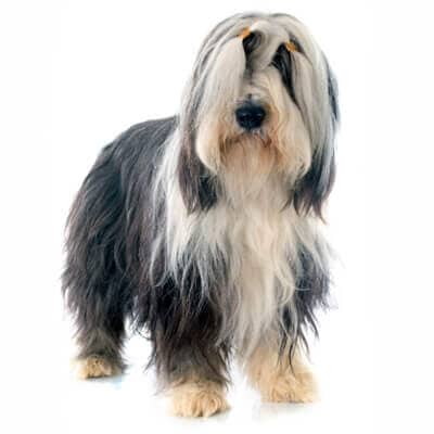 bearded-collie