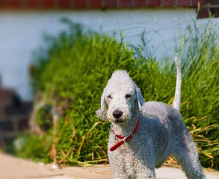 bedlington-terrier-brincando