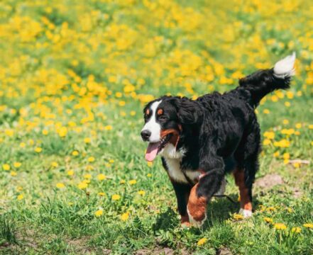 bernese-brincando