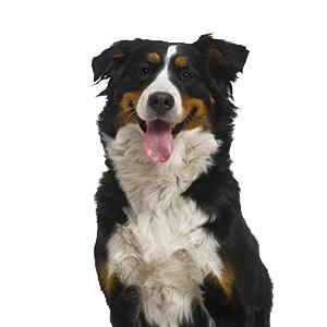 bernese