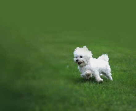 bichon-bolonhes-brincando