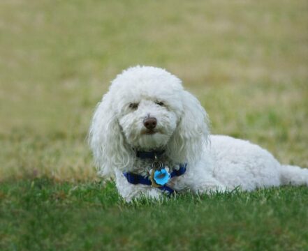 bichon-frise-brincando-2