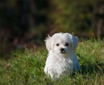 bichon-havanes-brincando