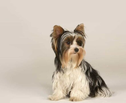 biewer-terrier-brincando