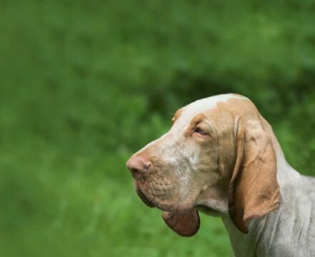 bloodhound-brincando