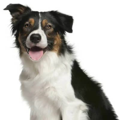 border-collie-1