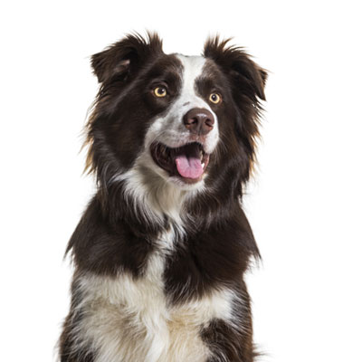 border-collie-petz