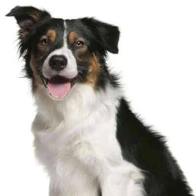 border-collie