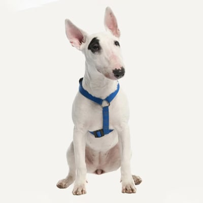 bull-terrier