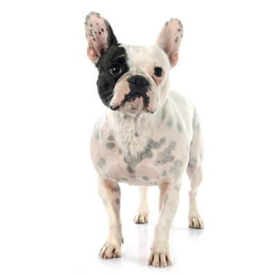 bulldog-frances-petz