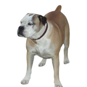 bulldoguecampeiro