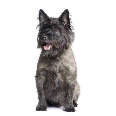 cairn-terrier