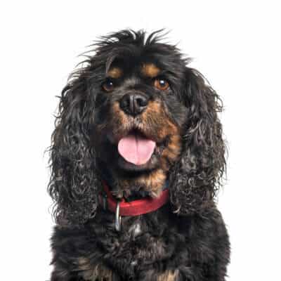 cavalier-king-charles-spaniel-1