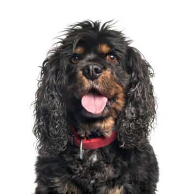 cavalier-king-charles-spaniel