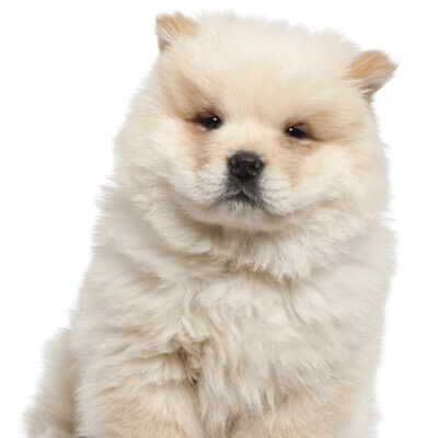 chow-chow-petz-1