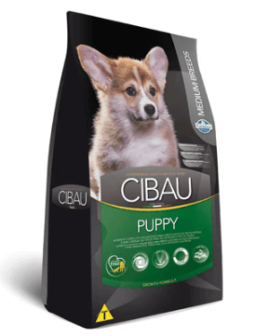 cibau-collie