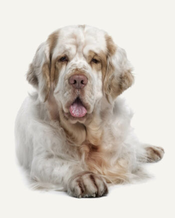 clumber-spaniel-guia-racas