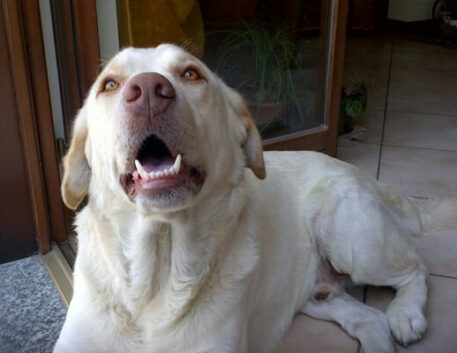clumber-spaniel-saudavel
