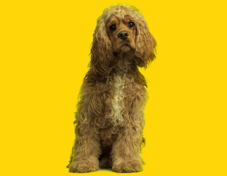 cocker-spaniel-americano-filhote