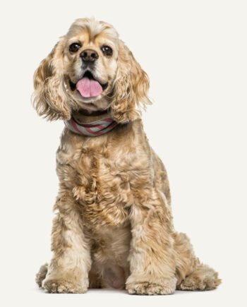 cocker-spaniel-americano-guia-racas
