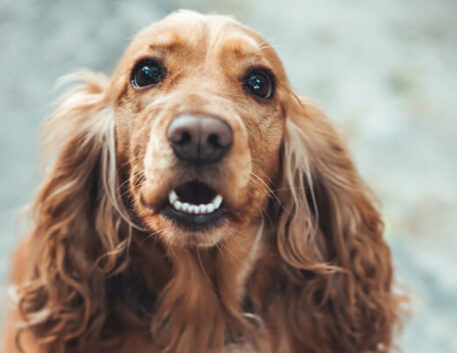 cocker-spaniel-americano-saudavel