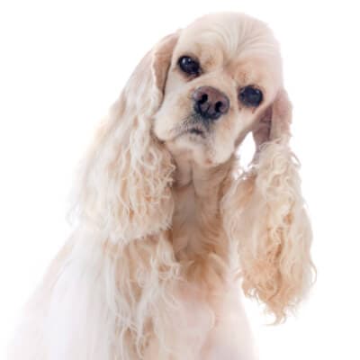 cocker-spaniel-americano
