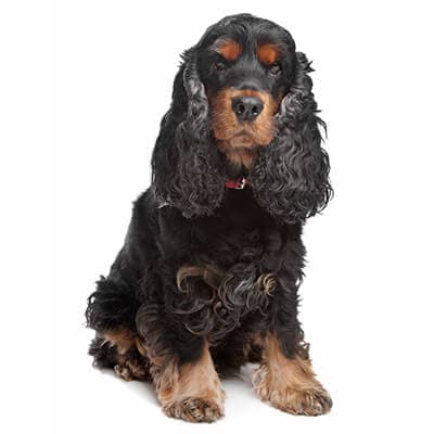 cocker-spaniel-ingles