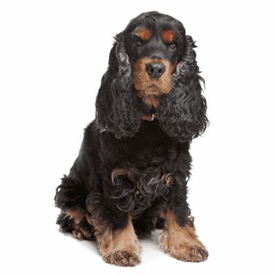 cocker-spaniel-ingles
