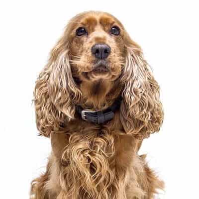 cocker-spaniel