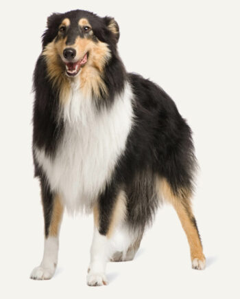 collie-guia-racas
